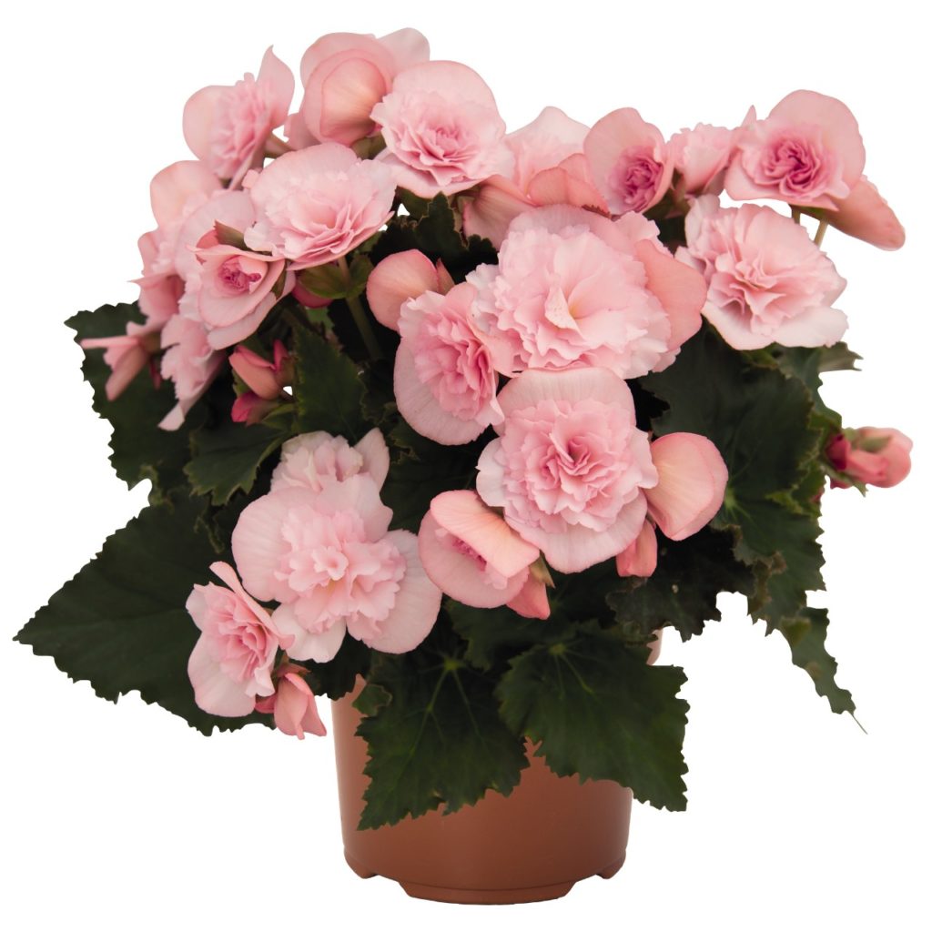 Begonia Elatior Steenbek